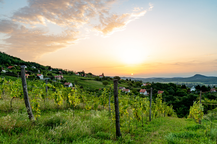 Weinabend Pfalz